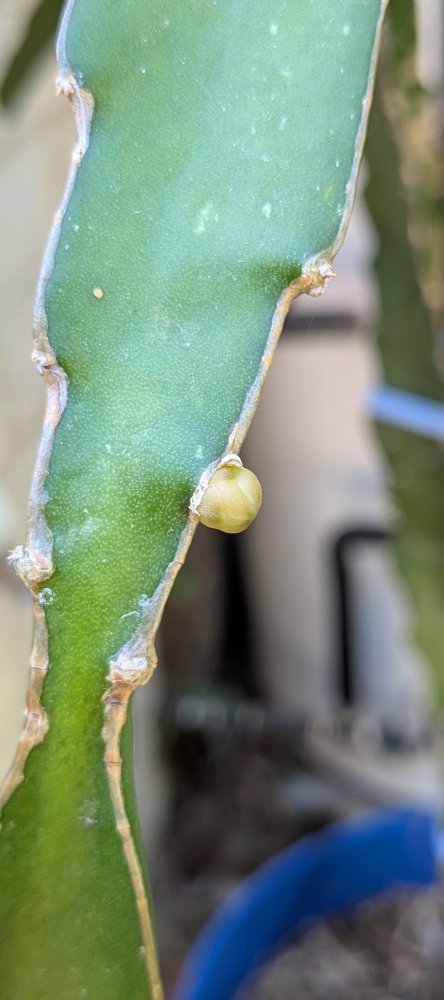 Small buds